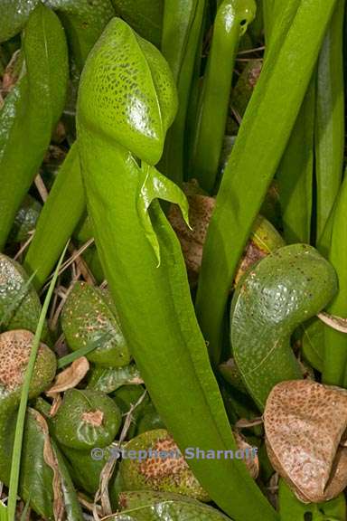 darlingtonia californica 13 graphic